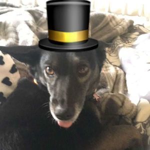 Meet your Posher, Maia